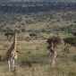 Loisaba Wildflife Reticulated Giraffes 85x85