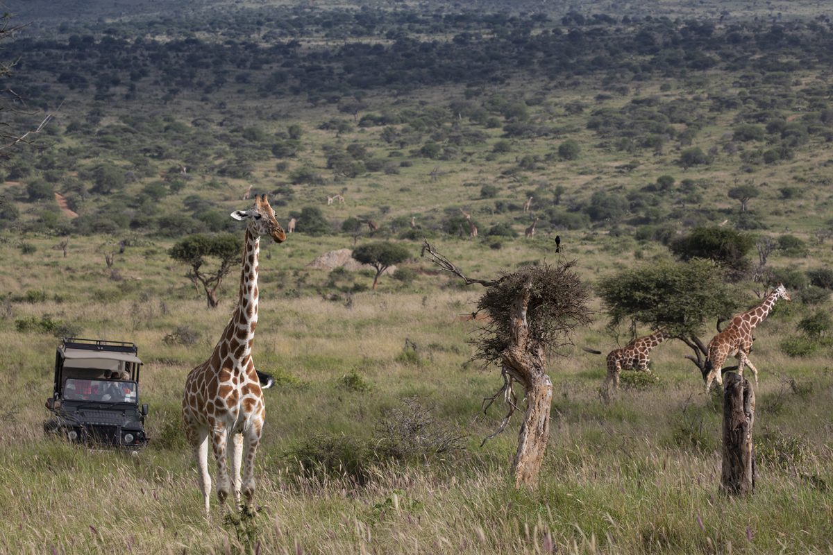 Loisaba Wildflife Reticulated Giraffes